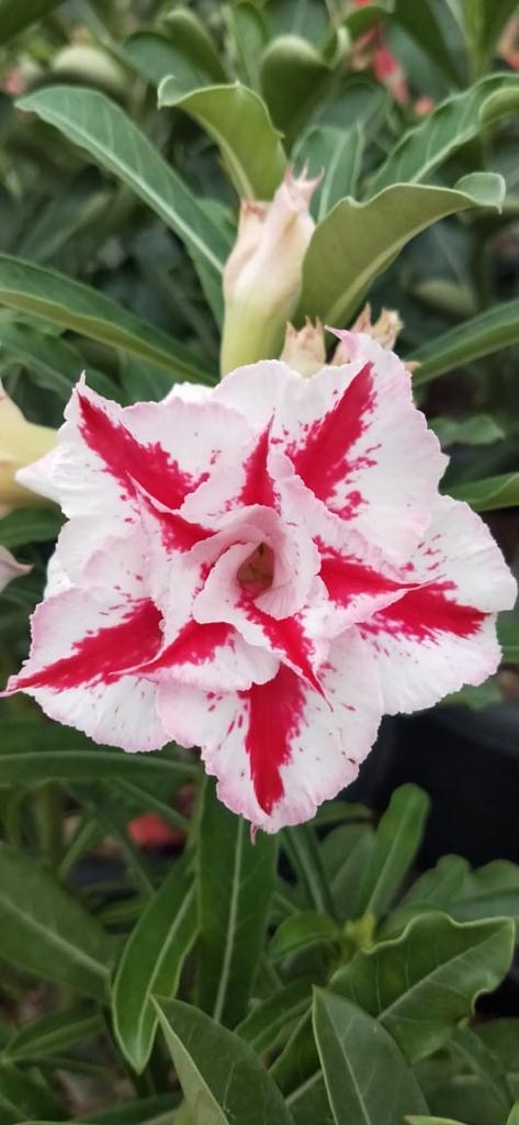 Wonder Star (Single Petal Magenta Colour Adenium Bonsai Desert Rose Plant)[code -PEWSR]