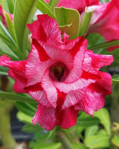 Star Whirl (Double Petal Tricolor Adenium Bonsai Desert Rose Plant[CODE-PESW]