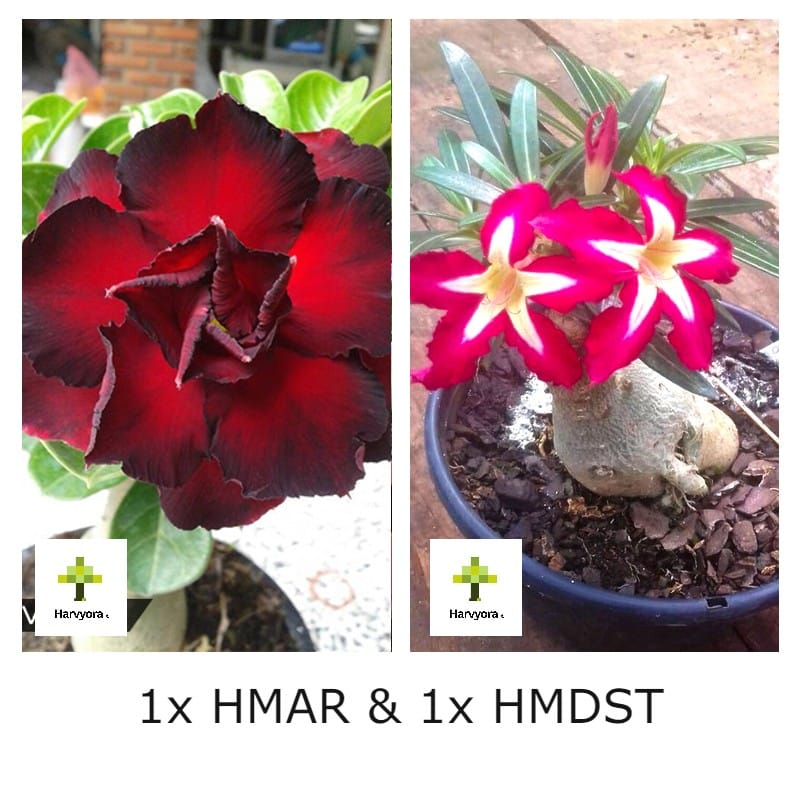 Adenium Bonsai Desert Rose Combo - HMAR and HMDST (HMCO113)