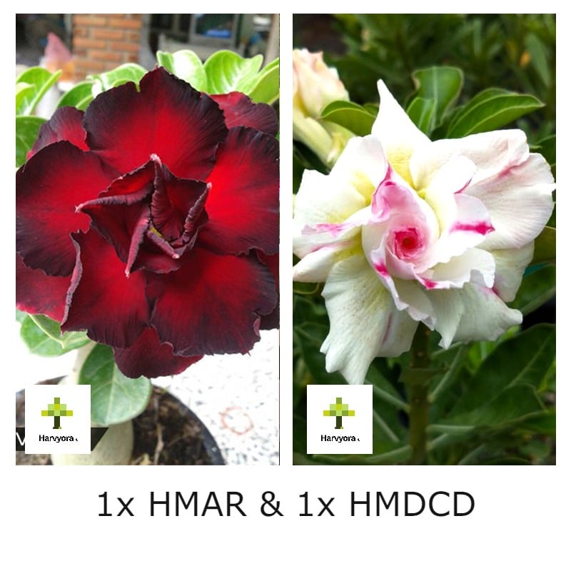 Adenium Bonsai Desert Rose Combo - HMAR and HMDCD (HMCO114)