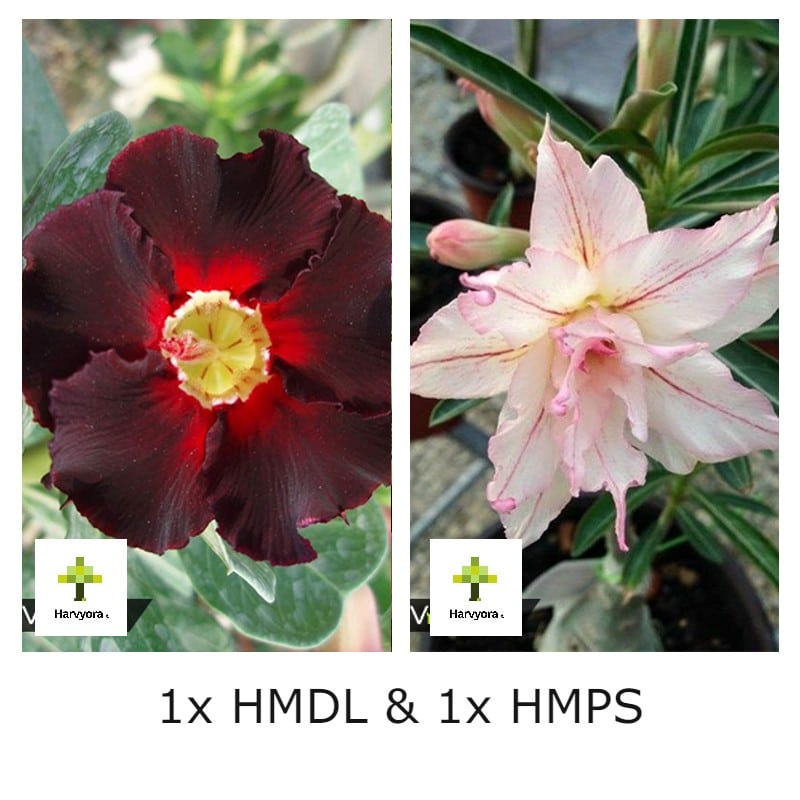 Adenium Bonsai Desert Rose Combo - HMDL and HMPS (HMCO118)