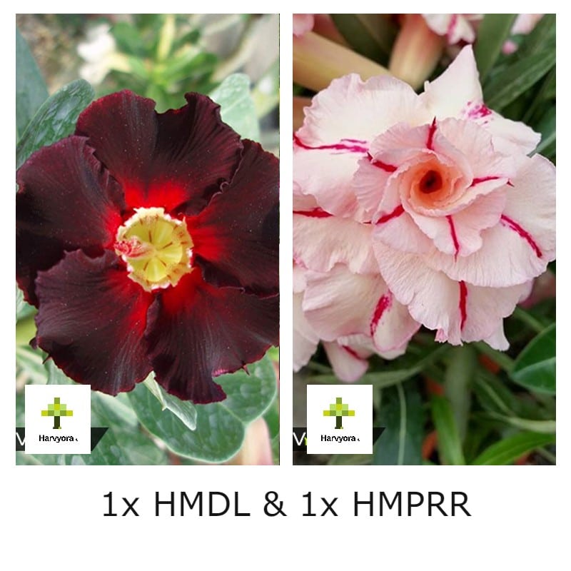 Adenium Bonsai Desert Rose Combo - HMDL and HMPRR (HMCO119)