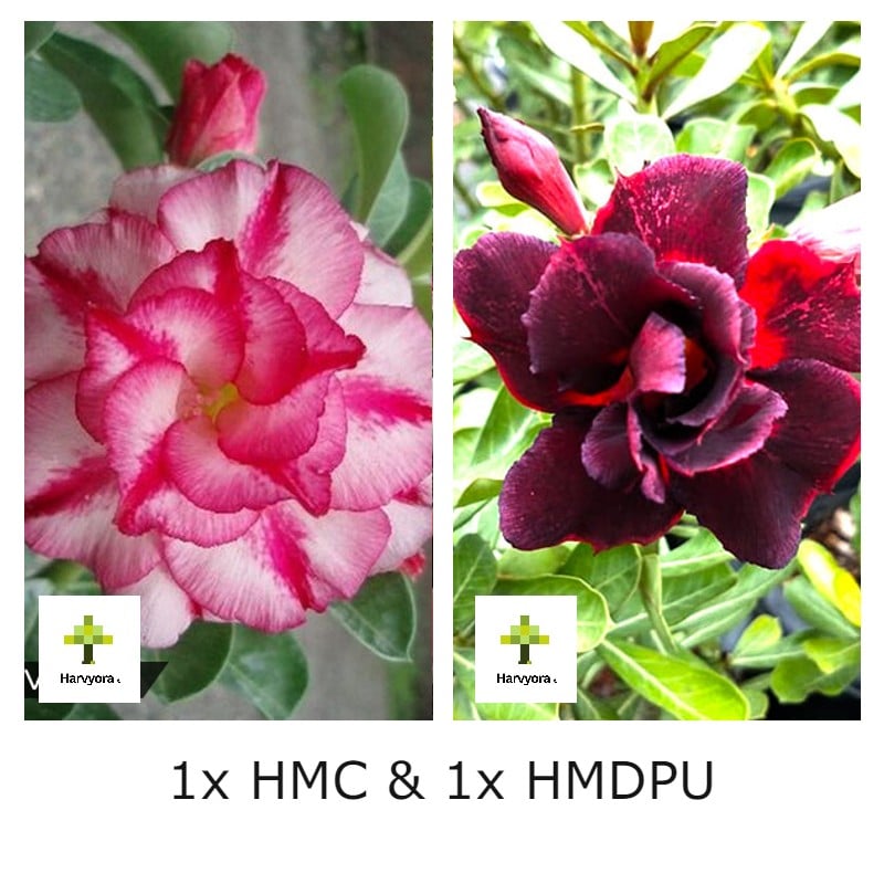 Adenium Bonsai Desert Rose Combo - HMC and HMDPU (HMCO120)