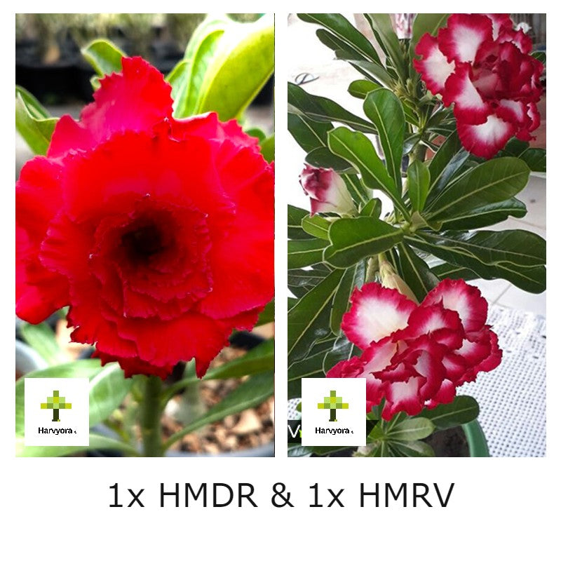 Adenium Bonsai Desert Rose Combo - HMDR and HMRV (HMCO123)