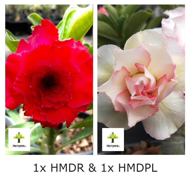 Adenium Bonsai Desert Rose Combo - HMDR and HMDPL (HMCO124)