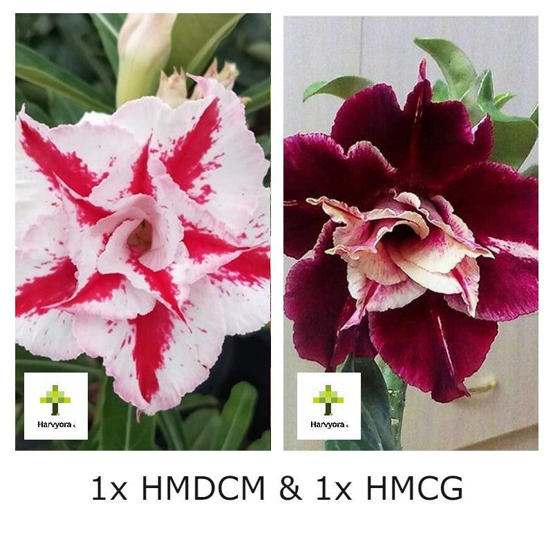 Adenium Bonsai Desert Rose Combo - HMDCM and HMCG (HMCO132)