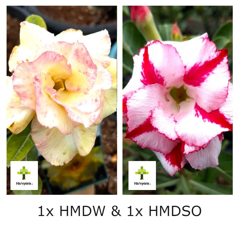 Adenium Bonsai Desert Rose Combo - HMDW and HMDSO (HMCO133)