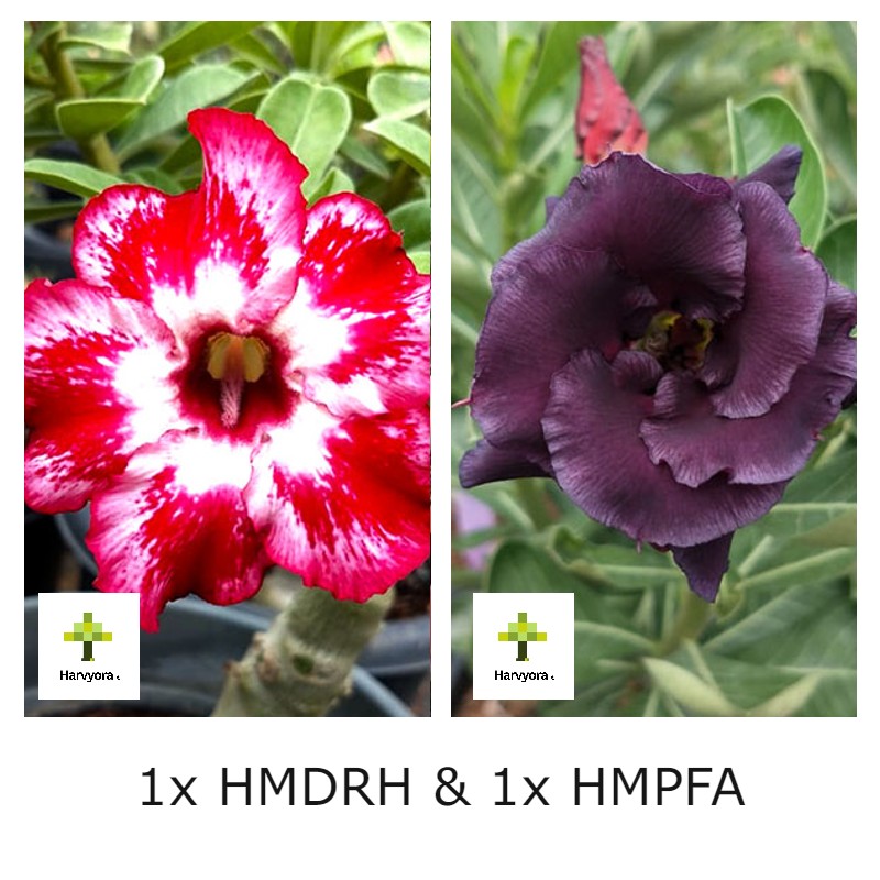 Adenium Bonsai Desert Rose Combo - HMDRH and HMPFA (HMCO144)