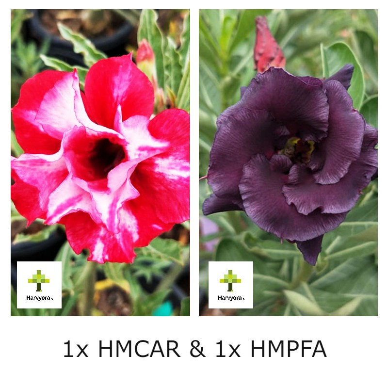 Adenium Bonsai Desert Rose Combo - HMCAR and HMPFA (HMCO145)