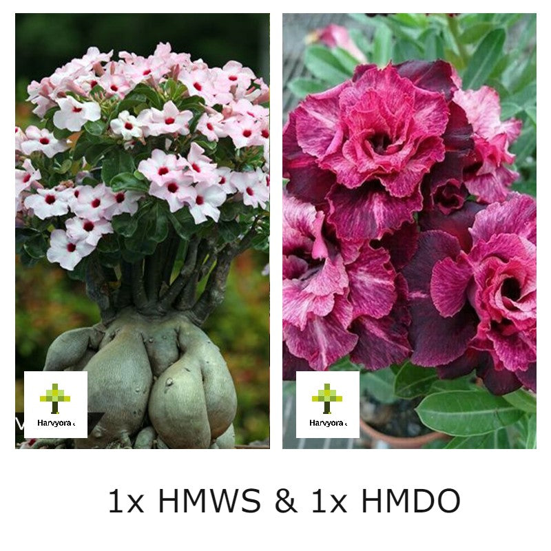 Adenium Bonsai Desert Rose Combo - HMWS and HMDO (HMCO161)