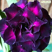 Purple Star (Triple Petal Purple Adenium Bonsai Desert Rose Plant)