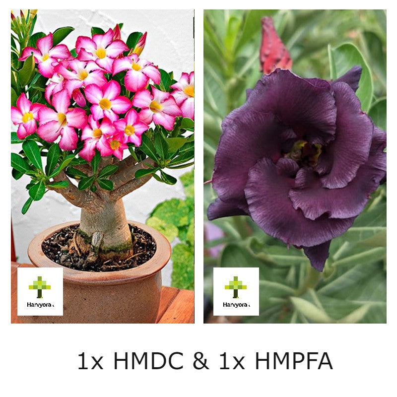 Adenium Bonsai Desert Rose Combo - HMDC and HMPFA (HMCO167)