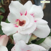 Desert Snow (Double Petal White Rose Adenium Bonsai Desert Rose Plant)