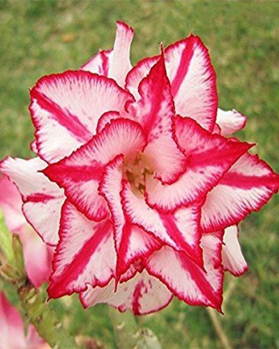 Desert Hedra (Triple Petal White Red Adenium Bonsai Desert Rose Plant)[CODE-PEDH]