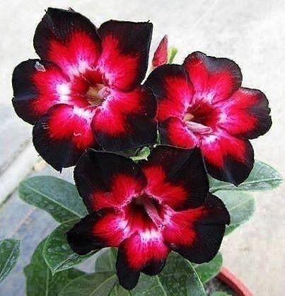 Black Bird (Double Petal Violet Red Adenium Bonsai Desert Rose Plant)[code-PEBB]