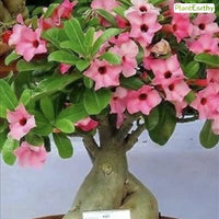 Angel Eye Bare Roots (Single Petal Pink Adenium Bonsai Desert Rose Plant)