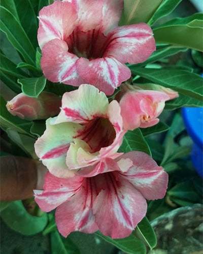 Kalahari Shades (Single Petal Multicolor Adenium Bonsai Desert Rose Plant)[CODE-PEKS]