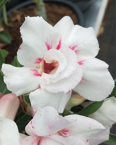 Desert Snow (Double Petal White Rose Adenium Bonsai Desert Rose Plant)[CODE-PEDS]