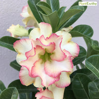 Bride Code (Double Petal Pink Yellow Adenium Bonsai Desert Rose Plant)