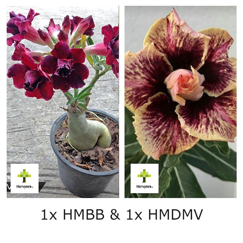 Adenium Bonsai Desert Rose Combo - HMBB and HMDMV (HMCO107)