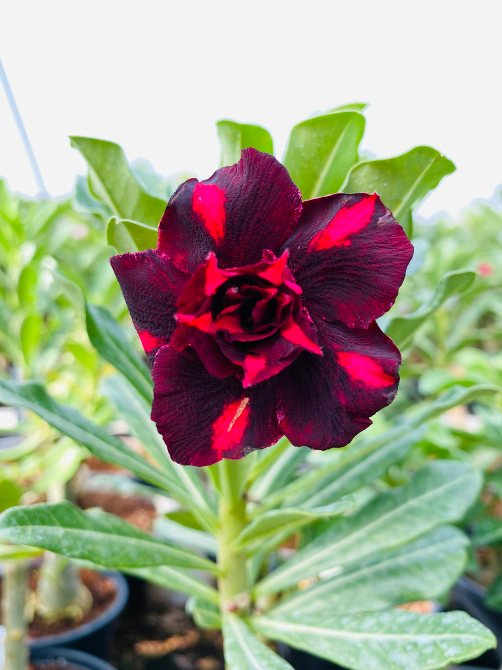 Dancing Lady (Triple Petal Tricolor Adenium Bonsai Desert Rose Plant)[code-PEDLA]