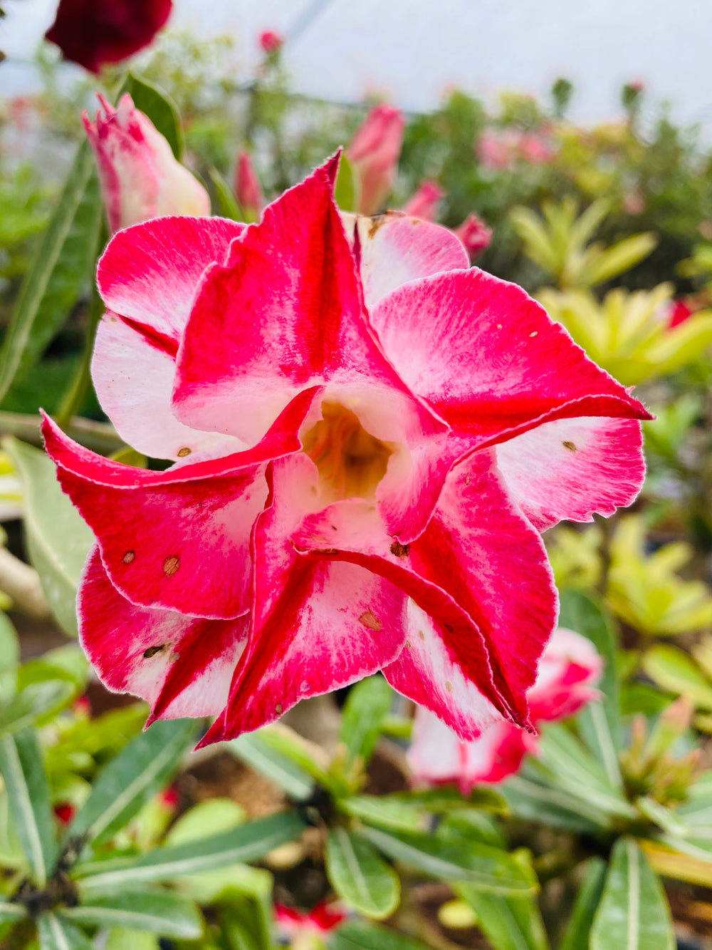 Desert Star (Single Petal Yellow Red Adenium Bonsai Desert Rose Plant)[code -PEDST]