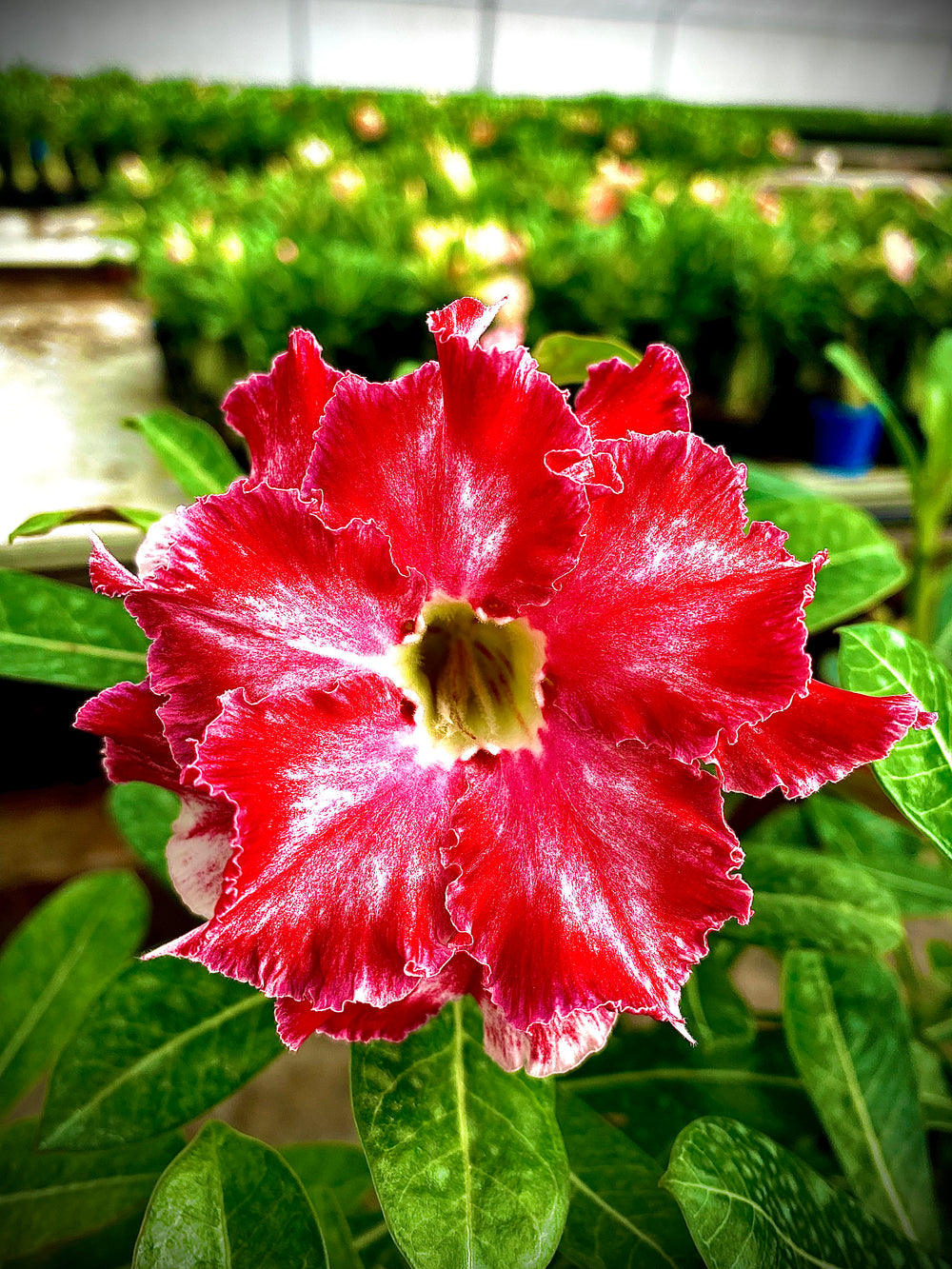 Red Sky Lark (Single Petal Black Red Adenium Bonsai Desert Rose Plant)[code-PEDL]