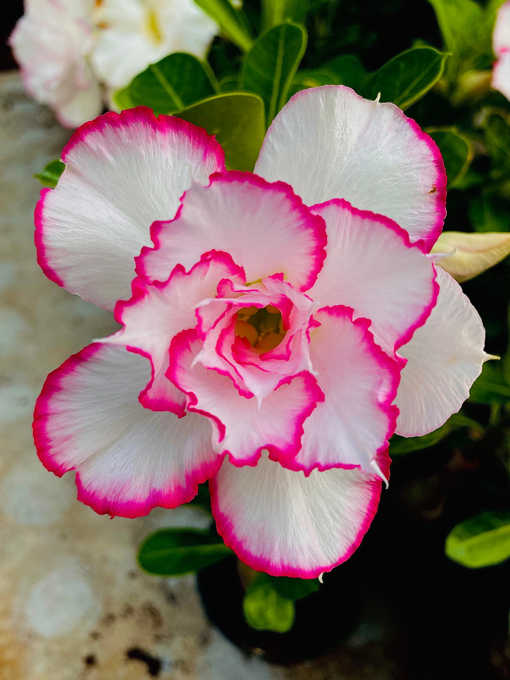 Elixir of Sea (Double Petal Rose White Adenium Bonsai Desert Rose Plant)[code-PEEE]