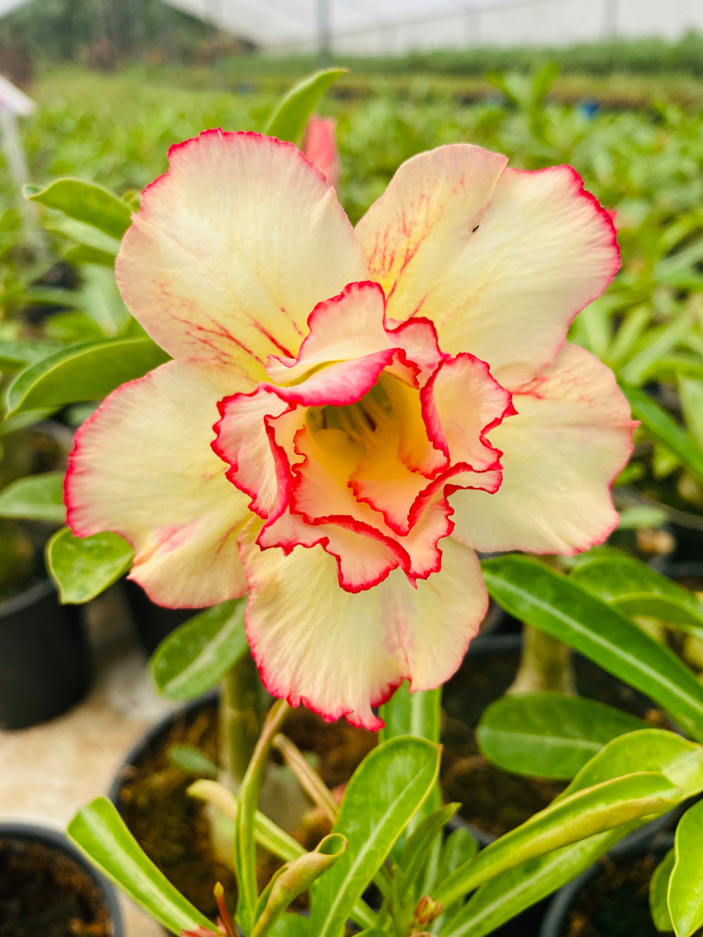 Desert Sand (Single Petal Yellow Red Adenium Bonsai Desert Rose Plant)[code-PEDSA]