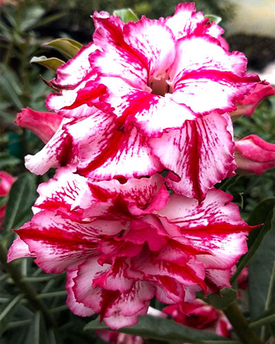 Desert Scarlet (Triple Petal Double Color Adenium Bonsai Desert Rose Plant)[code -PEDSL]