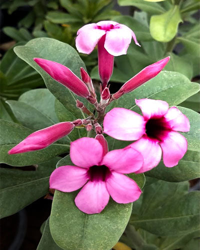 Desert Rosella (Single Petal Adenium Bonsai Desert Rose Plant)[code -PEDRO]