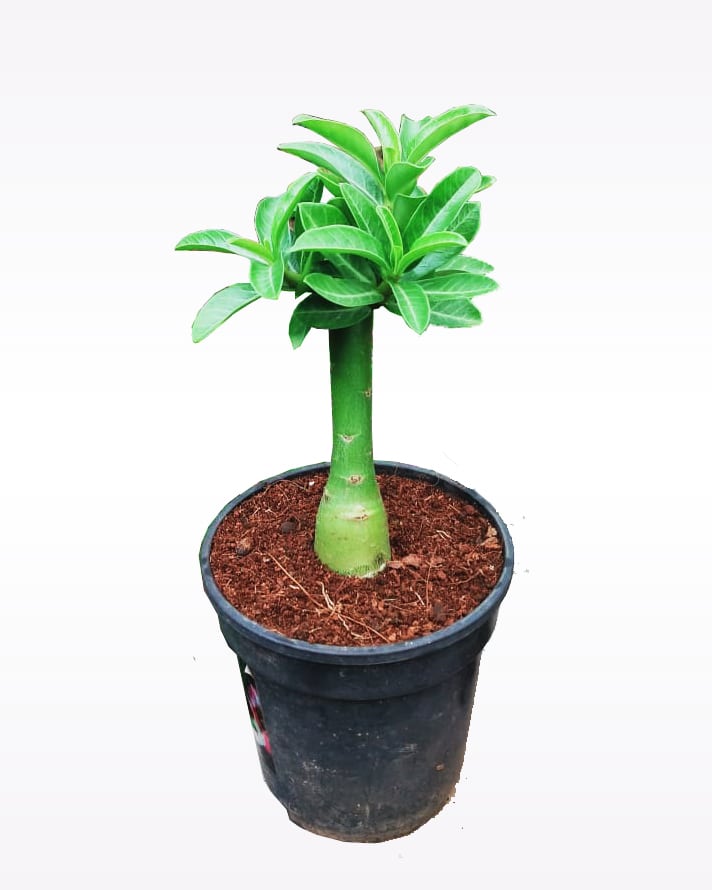 
                  
                    Adenium Bonsai Desert Rose Two Color Combo with Energizer 0.5 Kg (Bunchy Red, Elixir of Earth) - HMTC20
                  
                