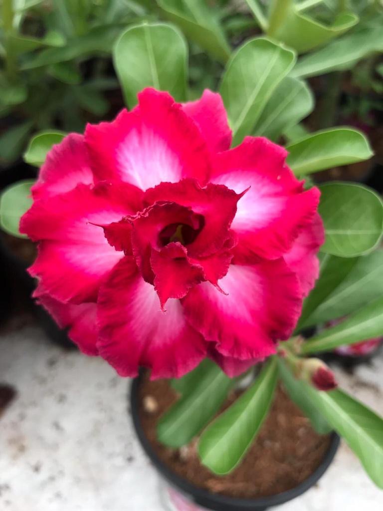 Coffee Red (Single Double Colour Adenium Bonsai Desert Rose Plant)[code -PECR]