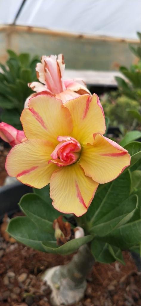 Bride Code (Double Petal Pink Yellow Adenium Bonsai Desert Rose Plant)[code-PEBC]