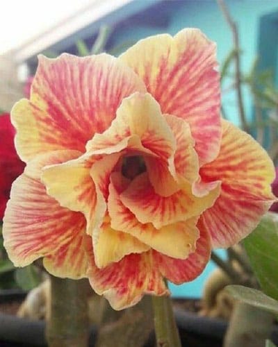 Orange Splash (Double Petal Orange Yellow Adenium Bonsai Desert Rose Plant)[CODE-PEOSP]