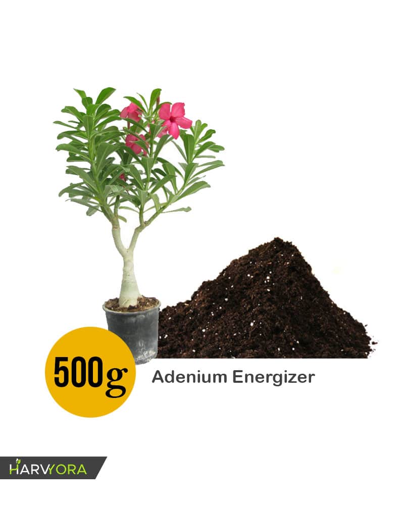 
                  
                    Adenium Bonsai Desert Rose Two Color Combo with Energizer 0.5 Kg (Violet Shower, Fountain of Youth) - HMTC17
                  
                