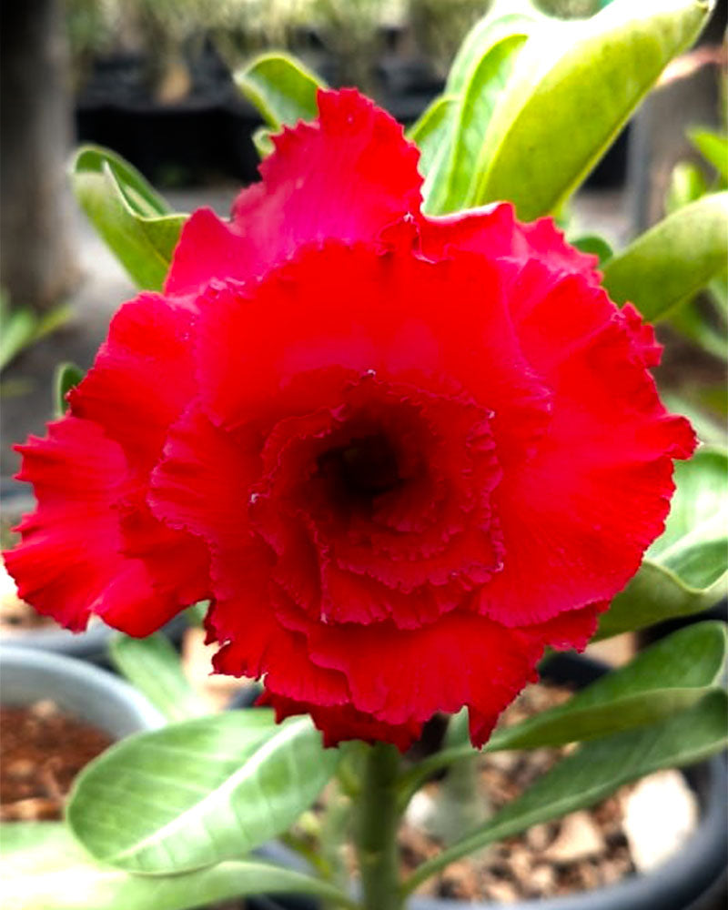 Desert Ruby (Triple Petal Pure Red  Adenium Bonsai Desert Rose Plant)[code -PEDR]