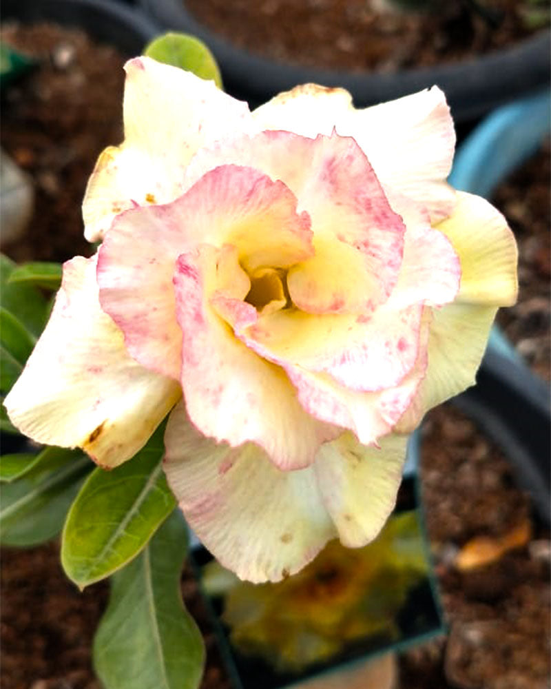 Desert Warbler (Triple Petal Double Colour Adenium Bonsai Desert Rose Plant)[code -PEDW]