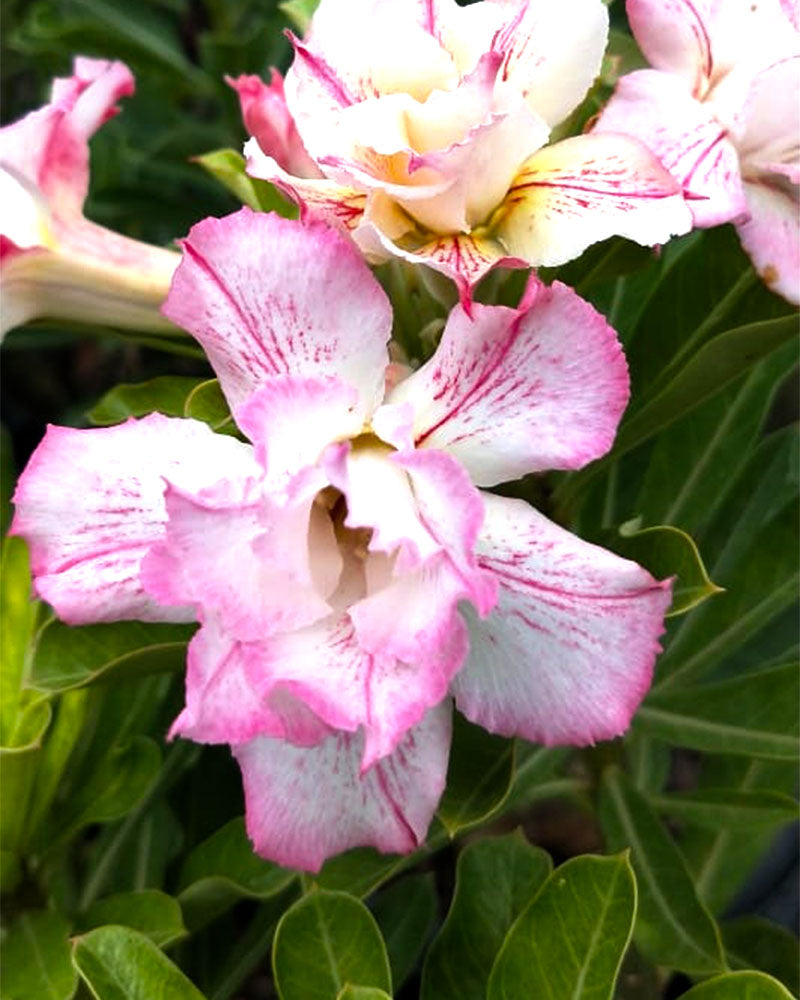 Desert Spoonbill (Triple Petal Tricolour Adenium Bonsai Desert Rose Plant)[code -PEDSB]