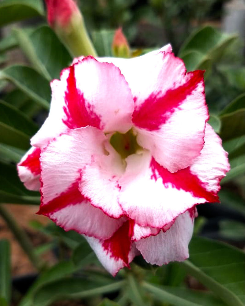 Desert Sorbet Bare Roots (Double Petal Double Colour Adenium Bonsai Desert Rose Plant)[code -HMDSO]