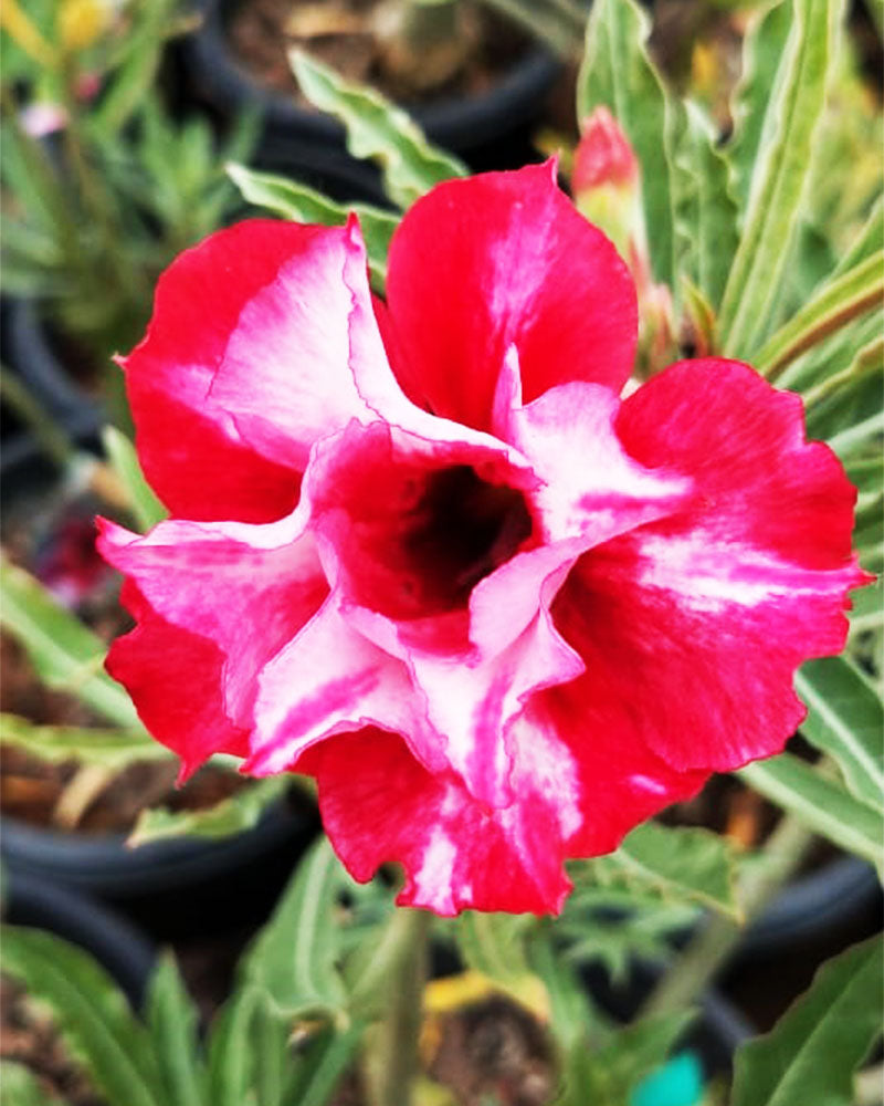 Canary Red(Triple Petal Tricolour Adenium Bonsai Desert Rose Plant)[code -PECAR]