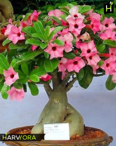 Angel Eye Bare Roots (Single Petal Pink Adenium Bonsai Desert Rose Plant)[code-HMAE]