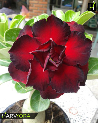 Angel Red Bare Roots (Triple Petal Black Red Adenium Bonsai Desert Rose Plant )[code-HMAR]