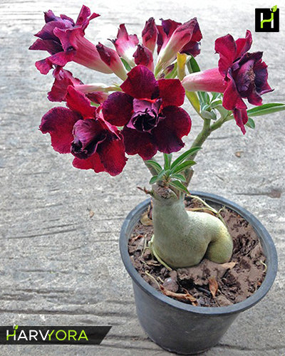 
                  
                    Adenium Bonsai Desert Rose Three Color Combo (Package of Three, Fathumalatha-White Angel-Black Bird)[code-HMTC04]
                  
                