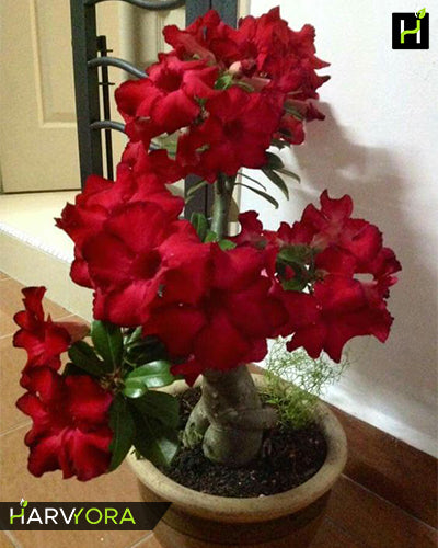 
                  
                    Adenium Bonsai Desert Rose Two Color Combo (Package of Two, Bunchy Red - Valiant of You)[code-HMTWC01]
                  
                