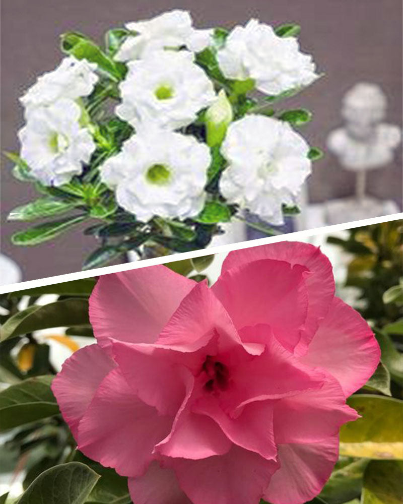 Adenium Bonsai Desert Rose Two Color Combo (Package of Two, Fathumalatha, Valiant of You)[code-HMTWC14]