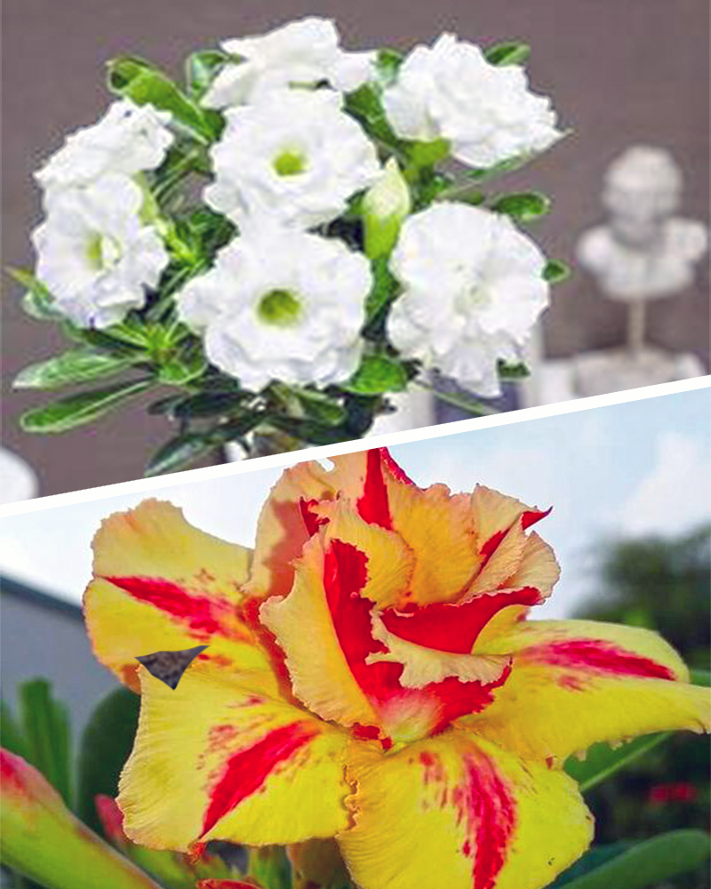 Adenium Bonsai Desert Rose Two Color Combo (Package of Two, Desert fire - Valiant of you)[code-HMTWC07]