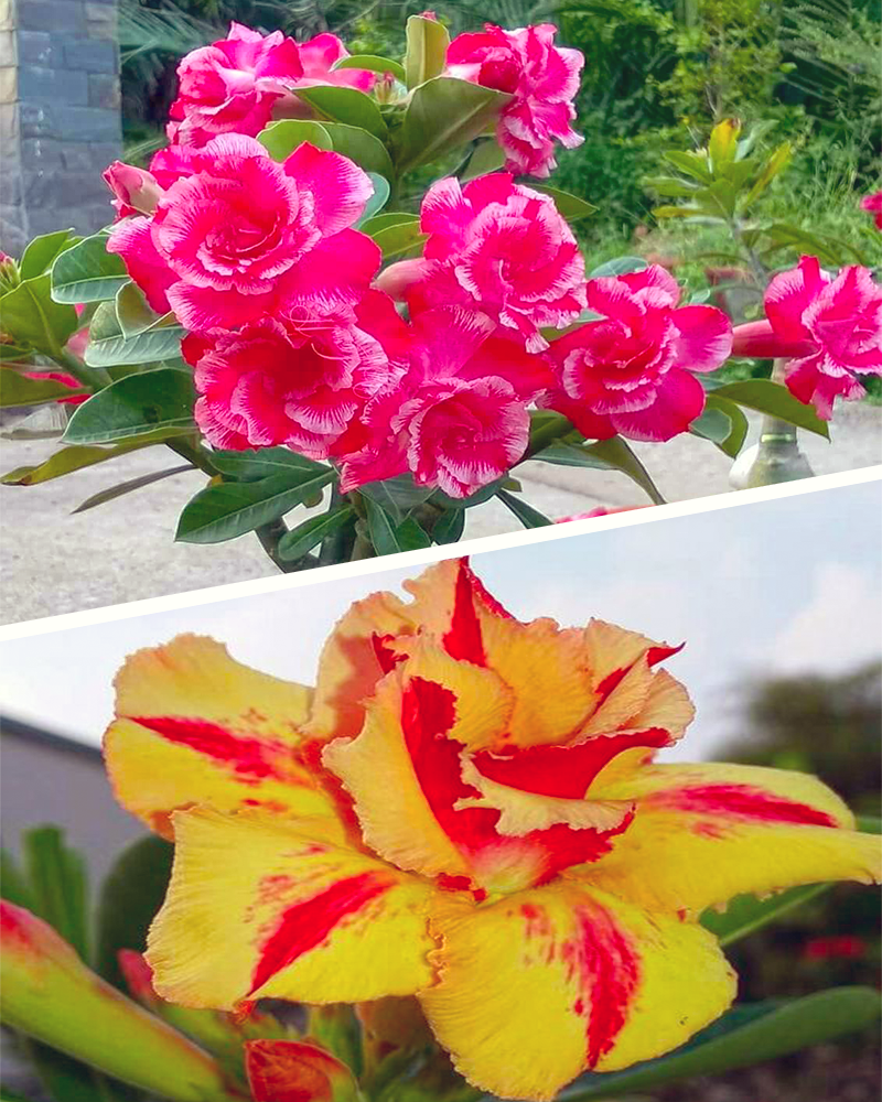 Adenium Bonsai Desert Rose Two Color Combo (Package of Two, Desert Fire - Rose Craft)[code-HMTWC03]