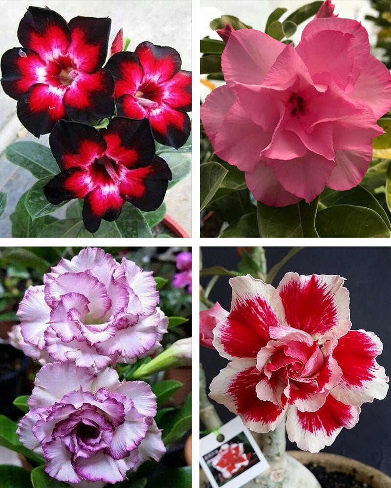 Adenium Bonsai Desert Rose Four Color Combo (Package of Four, Four Your Memory, Violet Splash, Santa Claus, Fathumalatha)[code : HMFC23]