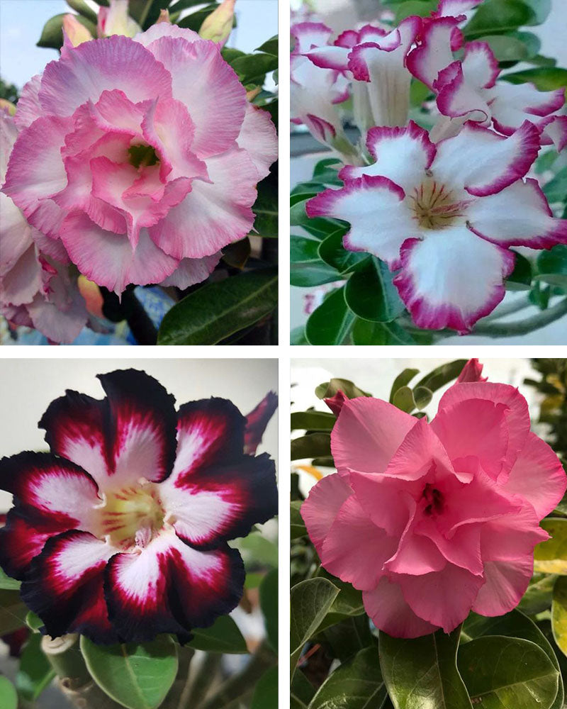 Adenium Bonsai Desert Rose Four Color Combo (Package of Four, Rose of West-Violet Shower-Mystic Beauty - Fathumalatha)[code-HMFC20]